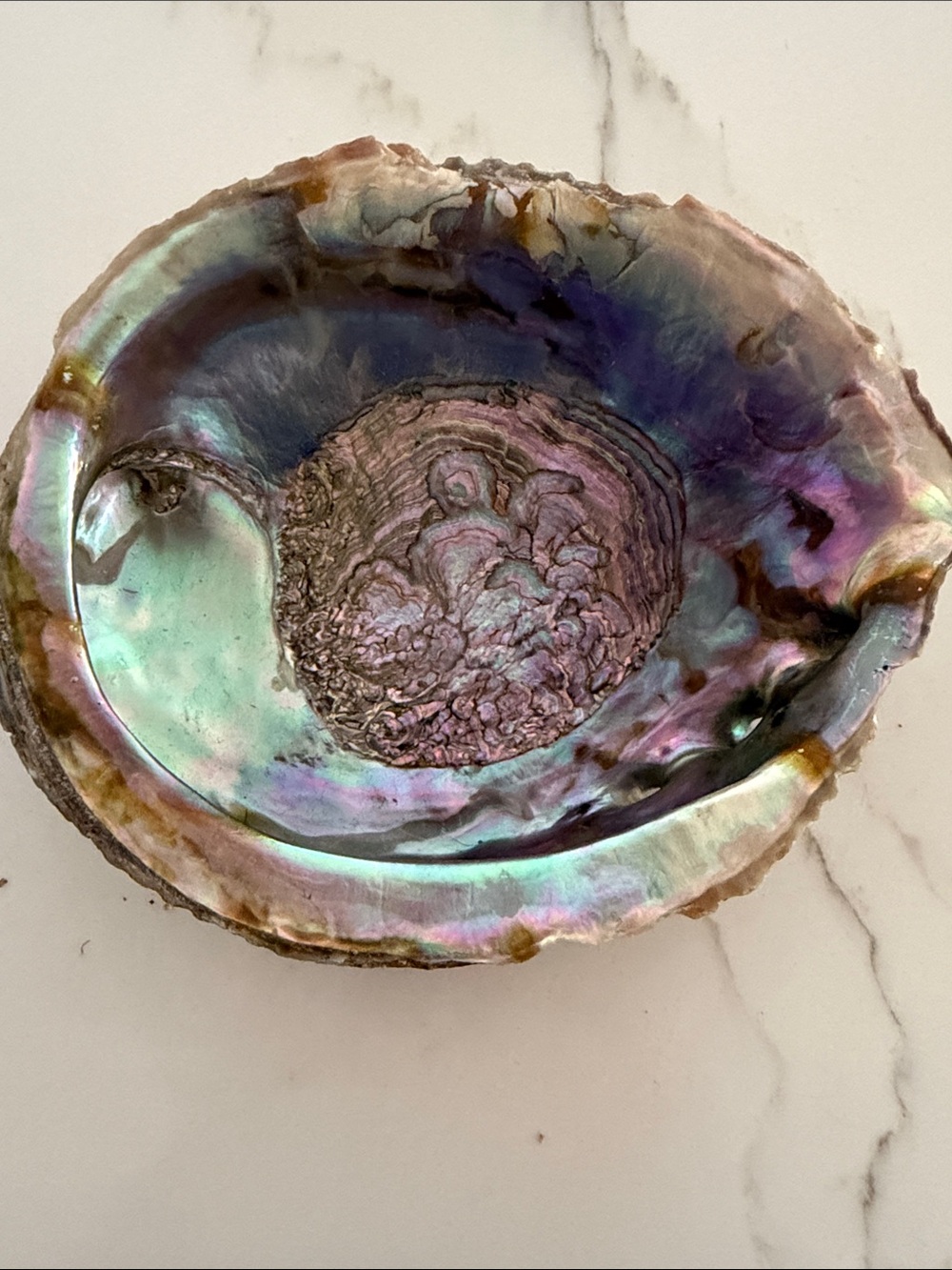 Iridescent Abalone Shell Approximately 5.75”